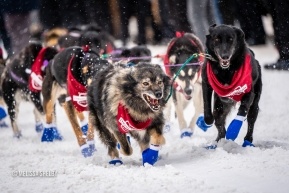 Jessie Royer's lead dogs taking off at the ceremonial start in Anchorage, AK of the 2020 Iditarod.