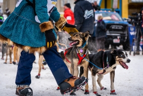 Zoya DeNure pets her Lead dogs prior to taking off at the ceremonial start in Anchorage, AK of the 2020 Iditarod.