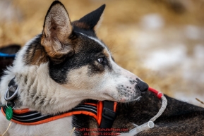 A Matthew Failor dog rests at the Nikolai checkpoint during Iditarod 2016.  Alaska.  March 08, 2016.  Photo by Jeff Schultz (C) 2016 ALL RIGHTS RESERVED