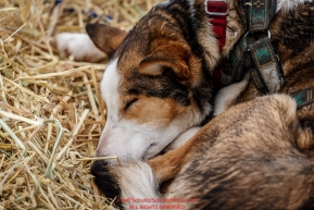 An Allen Moore dog sleeps at the Nikolai checkpoint during Iditarod 2016.  Alaska.  March 08, 2016.  Photo by Jeff Schultz (C) 2016 ALL RIGHTS RESERVED