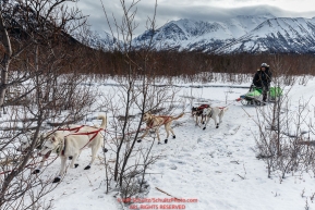 Jim Lanier, with helmet on, runs down the icy trail on the way to Nikolai after leaving the Rohn checkpoint during Iditarod 2016.  Alaska.  March 08, 2016.  Photo by Jeff Schultz (C) 2016 ALL RIGHTS RESERVED