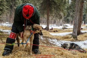 Volunteer vet Mike Lyndeen checks a dog at the Rohn  checkpoint during Iditarod 2016.  Alaska.  March 08, 2016.  Photo by Jeff Schultz (C) 2016 ALL RIGHTS RESERVED