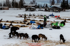 Teams rest as others leave the Nikolai checkpoint during Iditarod 2016.  Alaska.  March 08, 2016.  Photo by Jeff Schultz (C) 2016 ALL RIGHTS RESERVED