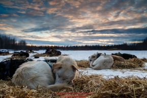 A Linwood Fiedler dog sleeps at sunset at the Nikolai checkpoint during Iditarod 2016.  Alaska.  March 08, 2016.  Photo by Jeff Schultz (C) 2016 ALL RIGHTS RESERVED