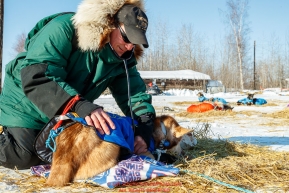Chief veterinarian Stu Nelson examines a dog at the Tanana checkpoint during the 2017 Iditarod on Wednesday afternoon March 8, 2017.Photo by Jeff Schultz/SchultzPhoto.com  (C) 2017  ALL RIGHTS RESERVED
