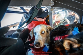 Dogs are being loaded into a plane in Tanana during the 2017 Iditarod on Wednesday March 8, 2017.Photo by Jeff Schultz/SchultzPhoto.com  (C) 2017  ALL RIGHTS RESERVED