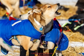 Dogs howl in the dog lot at the Tanana checkpoint during the 2017 Iditarod on Wednesday afternoon March 8, 2017.Photo by Jeff Schultz/SchultzPhoto.com  (C) 2017  ALL RIGHTS RESERVED