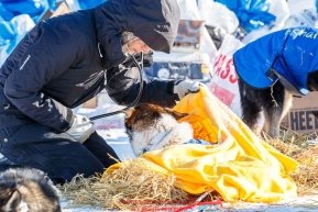 Volunteer vet Medora Pashmakova examines a dog at the Tanana checkpoint during the 2017 Iditarod on Wednesday afternoon March 8, 2017.Photo by Jeff Schultz/SchultzPhoto.com  (C) 2017  ALL RIGHTS RESERVED