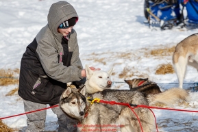 Ten-year old Bella Meglitch pets a Rob Cooke dog at Takotna on Thursday, March 8th during the 2018 Iditarod Sled Dog Race -- AlaskaPhoto by Jeff Schultz/SchultzPhoto.com  (C) 2018  ALL RIGHTS RESERVED