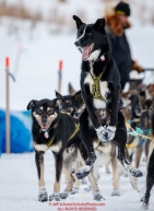 Jeff King's leader is still ready to run as Jeff checks in to the checkpoint at Iditarod on Thursday, March 8th during the 2018 Iditarod Sled Dog Race -- AlaskaPhoto by Jeff Schultz/SchultzPhoto.com  (C) 2018  ALL RIGHTS RESERVED