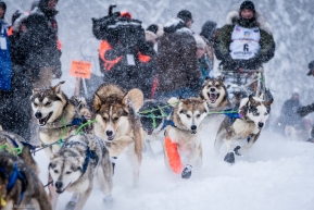 Fabio Burlesconi's dogs pulling out of the chutes at the re-start of the 2020 Iditarod in Willow, Alaska.