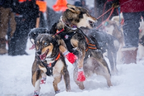 Dog ready to run at the re-start of the 2020 Iditarod in Willow, Alaska.