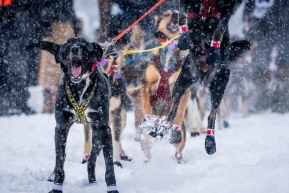 An excited dog team jumps for joy at the re-start of the 2020 Iditarod in Willow, Alaska.