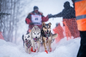 Climbing of the lake at the re-start of the 2020 Iditarod in Willow, Alaska.