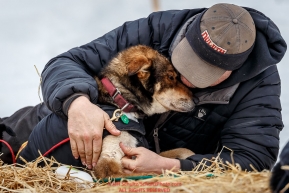 Nathan Schroeder massages one of his dogs shoulders at the Takotna checkpoint during Iditarod 2016.  Alaska.  March 09, 2016.  Photo by Jeff Schultz (C) 2016  ALL RIGHTS RESERVED