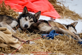 Michelle Phillips' dog Saki, sleeps atop his running mate Isis at the Takotna checkpoint during Iditarod 2016.  Alaska.  March 09, 2016.  Photo by Jeff Schultz (C) 2016  ALL RIGHTS RESERVED