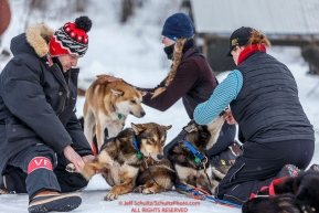 Volunteer vets Glenn Behan (L) and Tonya Stephens examines Kristy Berington dogs shortly after her arrival at the Takotna checkpoint during Iditarod 2016.  Alaska.  March 09, 2016.  Photo by Jeff Schultz (C) 2016  ALL RIGHTS RESERVED