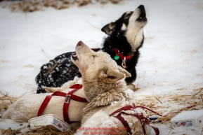 Iditarod dogs howl at Takotna during their 24-hour layover during Iditarod 2016.  Alaska.  March 09, 2016.  Photo by Jeff Schultz (C) 2016  ALL RIGHTS RESERVED
