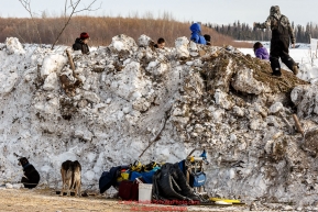 Kids play on a snow berm above Melissa Owens-Stewart's resting team at the McGrath checkpoint during Iditarod 2016.  Alaska.  March 09, 2016.  Photo by Jeff Schultz (C) 2016  ALL RIGHTS RESERVED