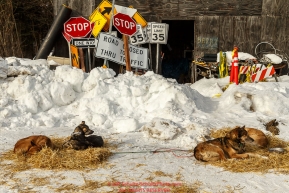 A few of Becca Moore's dogs rest at the McGrath checkpoint durig their 24-hour layover during Iditarod 2016.  Alaska.  March 09, 2016.  Photo by Jeff Schultz (C) 2016  ALL RIGHTS RESERVED