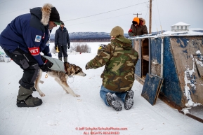 Volunteer Veterinarian Bruce Nwadike and trail volunteer Charles Ramsay load a dropped dog into a dog trailer for a safe ride to the airport to be flown out of the Ruby checkpoint during the 2017 Iditarod on Thursday March 9, 2017.Photo by Jeff Schultz/SchultzPhoto.com  (C) 2017  ALL RIGHTS RESERVED
