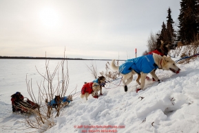 Paul Gebhardt and team run up the hill from the Yukon River into at the Galena checkpoint during the 2017 Iditarod on Thursday afternoon March 9, 2017.Photo by Jeff Schultz/SchultzPhoto.com  (C) 2017  ALL RIGHTS RESERVED