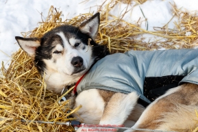 A dropped dog rests on straw at the Galena checkpoint during the 2017 Iditarod on Thursday afternoon March 9, 2017.Photo by Jeff Schultz/SchultzPhoto.com  (C) 2017  ALL RIGHTS RESERVED