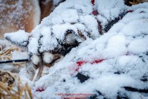 A Mike Williams dog sleeps during a snowfall at the Iditarod checkpoint on Friday, March 9th during the 2018 Iditarod Sled Dog Race -- AlaskaPhoto by Jeff Schultz/SchultzPhoto.com  (C) 2018  ALL RIGHTS RESERVED
