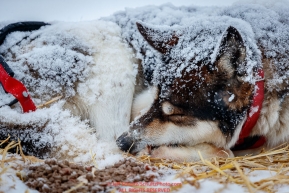 A Mike Williams dog sleeps during a snowfall at the Iditarod checkpoint on Friday, March 9th during the 2018 Iditarod Sled Dog Race -- AlaskaPhoto by Jeff Schultz/SchultzPhoto.com  (C) 2018  ALL RIGHTS RESERVED