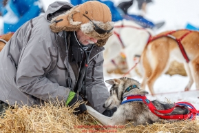 Volunteer veterinarian Ron Hallstrom checks an Emily Maxwell dog at the Iditarod checkpoint on Friday, March 9th during the 2018 Iditarod Sled Dog Race -- AlaskaPhoto by Jeff Schultz/SchultzPhoto.com  (C) 2018  ALL RIGHTS RESERVED
