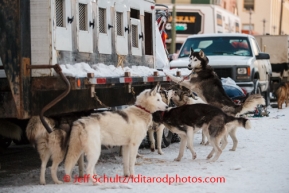 Lev Shvarts ' dogs stretch their legs just prior to the Iditarod 2014 Ceremonial start in downtown Anchorage, Alaska.Iditarod Sled Dog Race 2014PHOTO (c) BY JEFF SCHULTZ/IditarodPhotos.com -- REPRODUCTION PROHIBITED WITHOUT PERMISSION