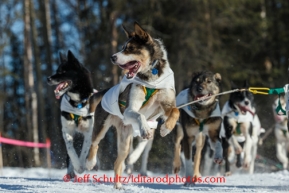 Cindy Abbott lead dogs on the trail during the Iditarod 2014 Ceremonial start in Anchorage, Alaska.Iditarod Sled Dog Race 2014PHOTO (c) BY JEFF SCHULTZ/IditarodPhotos.com -- REPRODUCTION PROHIBITED WITHOUT PERMISSION