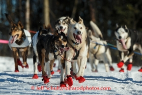 The dogs of Norwegian musher, Joar Leifseth Ulsom, move along the trail near the Alaska Native Center during the ceremonial start to Iditarod 2014 in Anchorage, Alaska.Iditarod Sled Dog Race 2014PHOTO (c) BY JEFF SCHULTZ/IditarodPhotos.com -- REPRODUCTION PROHIBITED WITHOUT PERMISSION