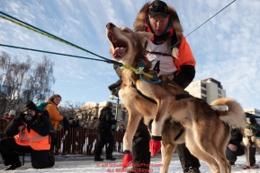 Matts Pettersson dog North lunges to leave as the dogs line up on 4th avene during the ceremonial start of the 2019 Iditarod on Saturday March 2, 2019.Photo by Jeff Schultz/  (C) 2019  ALL RIGHTS RESERVED