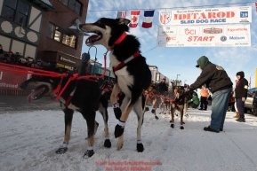 A Jesse Holmes dog jumps to go at the start line on 4th avenue during the ceremonial start of the 2019 Iditarod in downtown Anchorage, Alaska on Saturday March 2.Photo by Jeff Schultz/  (C) 2019  ALL RIGHTS RESERVED