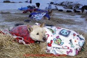 Saturday March 10, 2012  Justin Savidis's dog, Quig, takes a nap under a blanket at the Ruby checkpoint. Iditarod 2012.