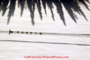 Saturday March 10, 2012  A dog team travels along the Yukon River from the Ruby checkpoint to the Galena checkpoint. Iditarod 2012.