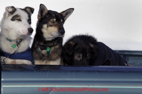 Saturday March 10, 2012  Dropped dogs in the bed of a pickup truck wait for their airplane ride to Anchorage. Iditarod 2012.