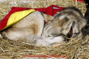 Saturday March 10, 2012 Paul Gebhardt's dogs rest at the Nulato checkpoint. Iditarod 2012.