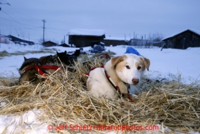 Ramey Smyth leader Zeus at the Kaltag checkpoint on Sunday March 10, 2013.Iditarod Sled Dog Race 2013Photo by Jeff Schultz copyright 2013 DO NOT REPRODUCE WITHOUT PERMISSION