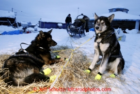 Brent Sass wheel dogs Cobalt and Mercury wait to leave the Kaltag checkpoint on Sunday March 10, 2013.Iditarod Sled Dog Race 2013Photo by Jeff Schultz copyright 2013 DO NOT REPRODUCE WITHOUT PERMISSION