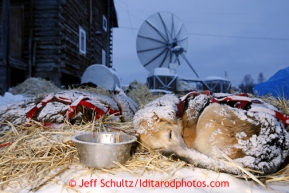 Mike Williams Jr. dogs sleep at the Kaltag checkpoint on Sunday March 10, 2013.Iditarod Sled Dog Race 2013Photo by Jeff Schultz copyright 2013 DO NOT REPRODUCE WITHOUT PERMISSION