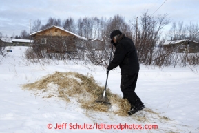 Local Andrew Semaken rakes up straw at the Kaltag checkpoint on Sunday March 10, 2013.Iditarod Sled Dog Race 2013Photo by Jeff Schultz copyright 2013 DO NOT REPRODUCE WITHOUT PERMISSION