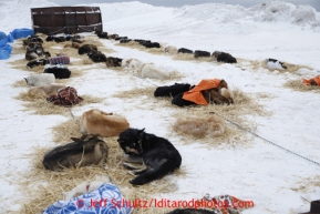 Dropped dogs from nearby checkpoints wait in the dog lot for a commercial flight to Anchorage from the Unalakleet hub checkpoint on Sunday March 10, 2013.Iditarod Sled Dog Race 2013Photo by Jeff Schultz copyright 2013 DO NOT REPRODUCE WITHOUT PERMISSION