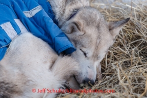 A Wade Marrs dog sleeps at Koyuk on Monday March 10, during the Iditarod Sled Dog Race 2014.PHOTO (c) BY JEFF SCHULTZ/IditarodPhotos.com -- REPRODUCTION PROHIBITED WITHOUT PERMISSION