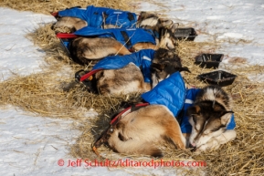 Mitch Seavey's dogs sleep at the White Mountain checkpoint on Monday, March 10, during the Iditarod Sled Dog Race 2014.PHOTO (c) BY JEFF SCHULTZ/IditarodPhotos.com -- REPRODUCTION PROHIBITED WITHOUT PERMISSION