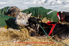 Mitch Seavey's dogs sleep in White Mountain on Monday, March 10, during the Iditarod Sled Dog Race 2014.PHOTO (c) BY JEFF SCHULTZ/IditarodPhotos.com -- REPRODUCTION PROHIBITED WITHOUT PERMISSION