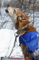 A dropped dog howls in the afternoon sun at the Manley Hot Springs on March 10, 2015.   2015 Iditarod.(C) Jeff Schultz/SchultzPhoto.com - ALL RIGHTS RESERVED DUPLICATION  PROHIBITED  WITHOUT  PERMISSION