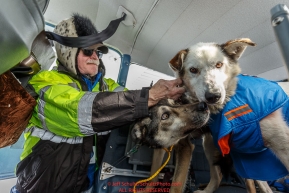 Volunteer pilot Jerry Wortley clips dropped dogs into his plane at the Cripple checkpoint for a flight back to McGrath on Thursday March 10 during Iditarod 2016.  Alaska.    Photo by Jeff Schultz (C) 2016  ALL RIGHTS RESERVED
