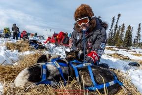 Volunteer veterinarian Lee Morgan examines a Hugh Neff dog in the afternoon at the Cripple checkpoint on Thursday March 10 during Iditarod 2016.  Alaska.    Photo by Jeff Schultz (C) 2016  ALL RIGHTS RESERVED